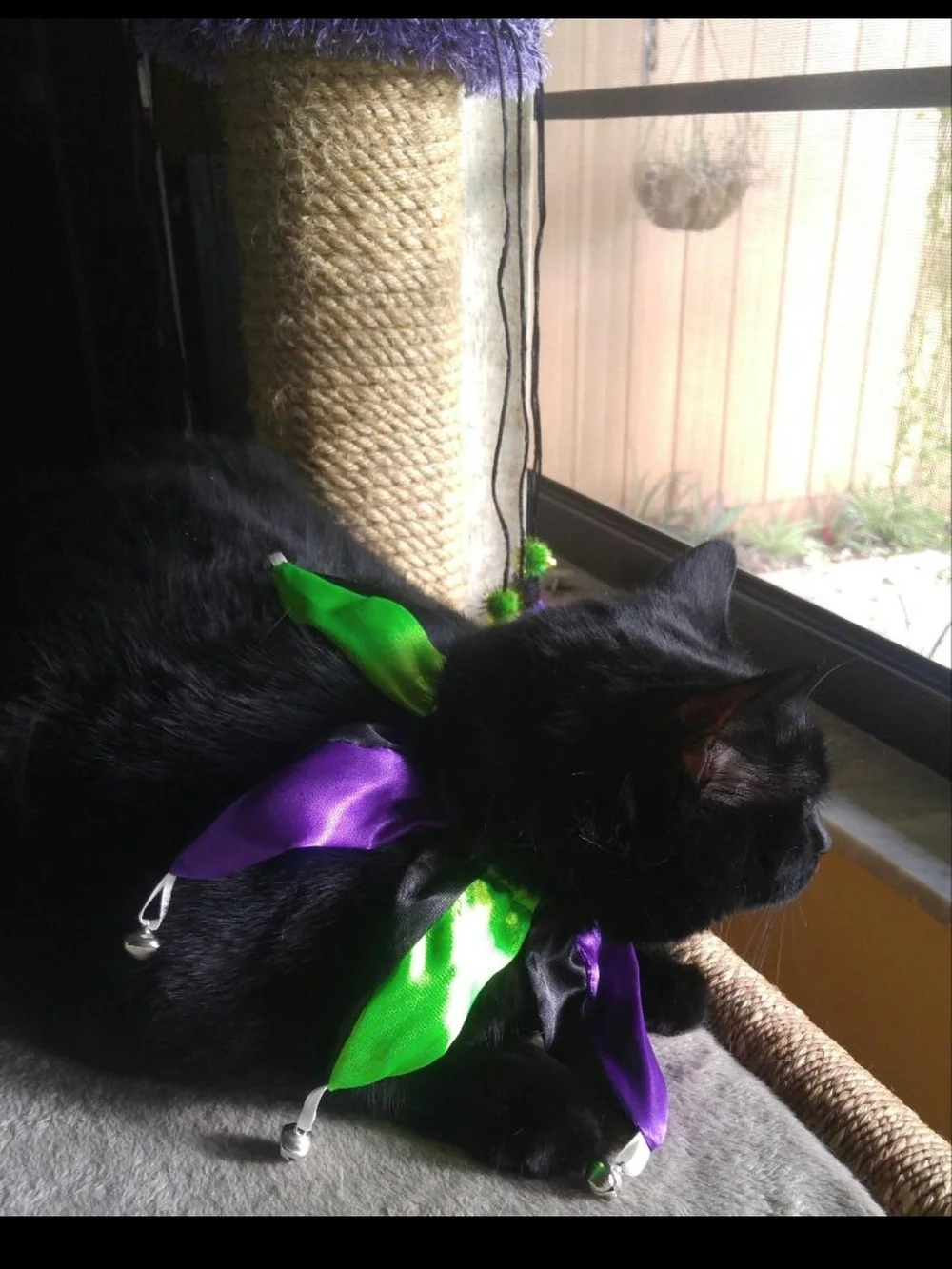 Pet Costume Orange & Green Tutu, Jack-O-Lantern, Jester Collar w/Bells Cat Dog